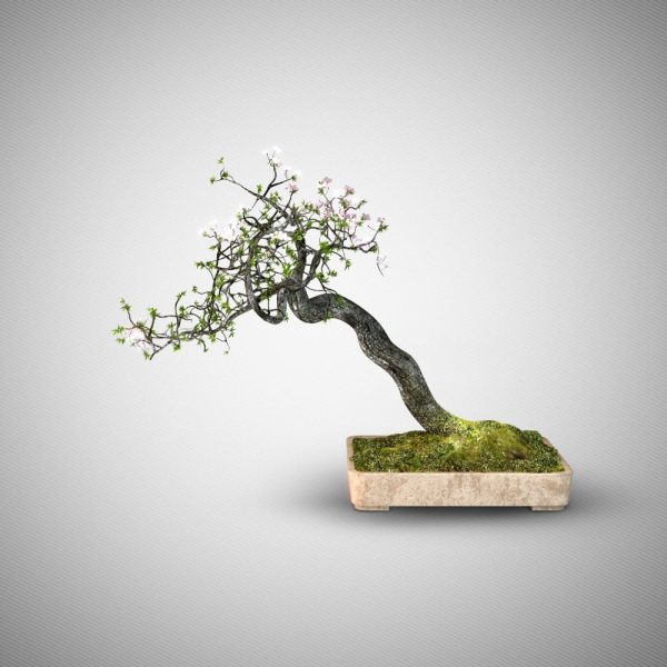 Bonsai tree 3D model 002