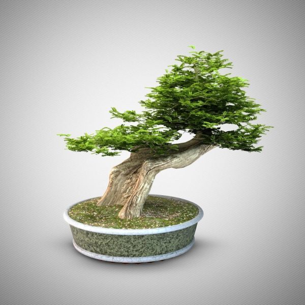 Bonsai Tree 3d Model 003