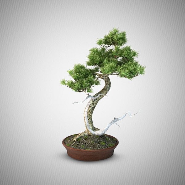 Bonsai Tree 3d Model 004