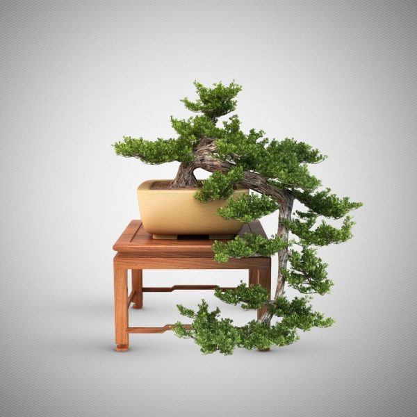 Bonsai Tree 3d Model Sketchup 005