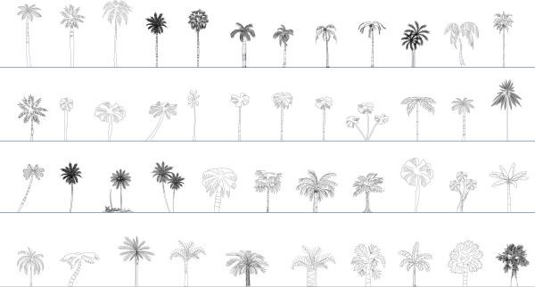 006-Vegetation-Cad-Blocks-Palms-Elevation