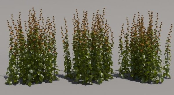Conifer Plant 3d Model 009