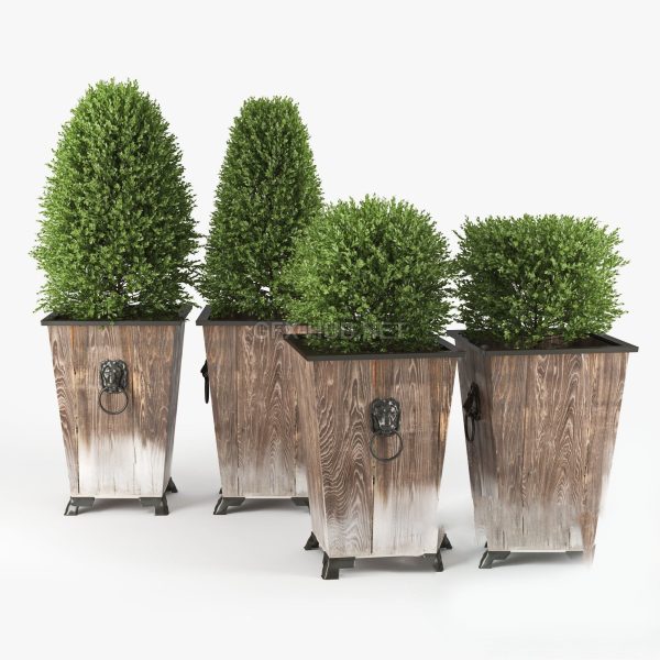 Plant 3d Model 3d Max – FBX – OBJ 020
