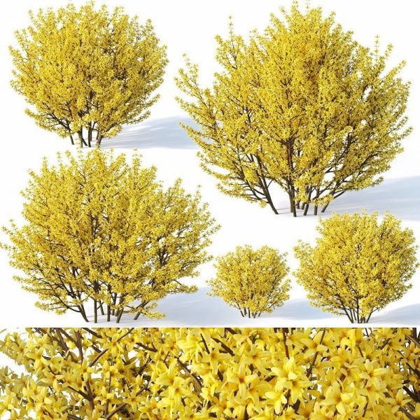 Forsythia Plant 3d Model 3d V Ray – Corona 022