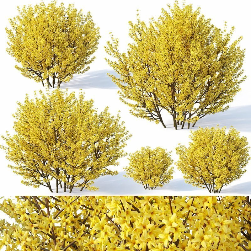 3d max, 3d model, 3dshop, Corona, fbx, flowers, Free download, Green, OBJ, Plants, Tree, V-ray