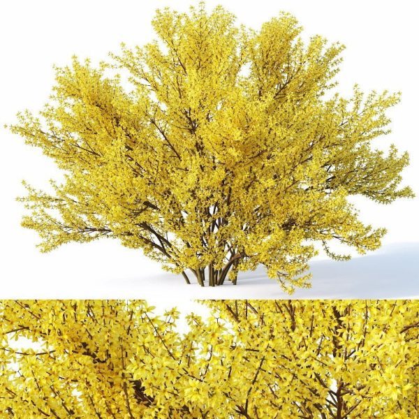 Forsythia Plant 3d Model  V Ray – Corona 024