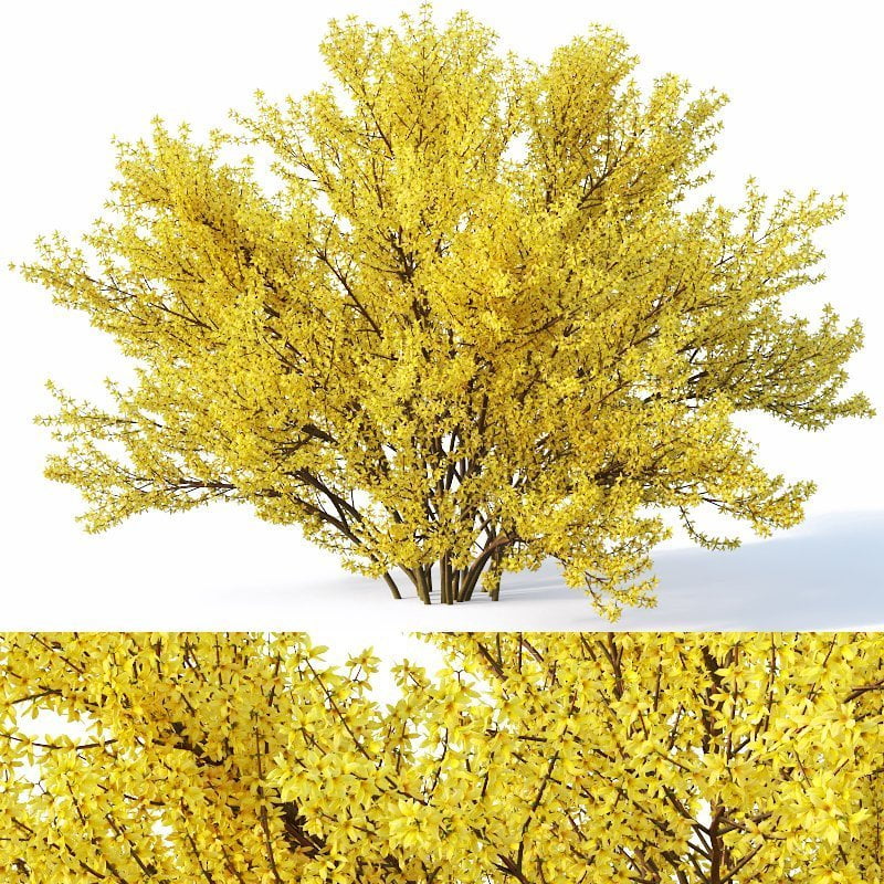3d max, 3d model, 3dshop, Corona, fbx, flowers, Free download, Green, OBJ, Plants, Tree, V-ray