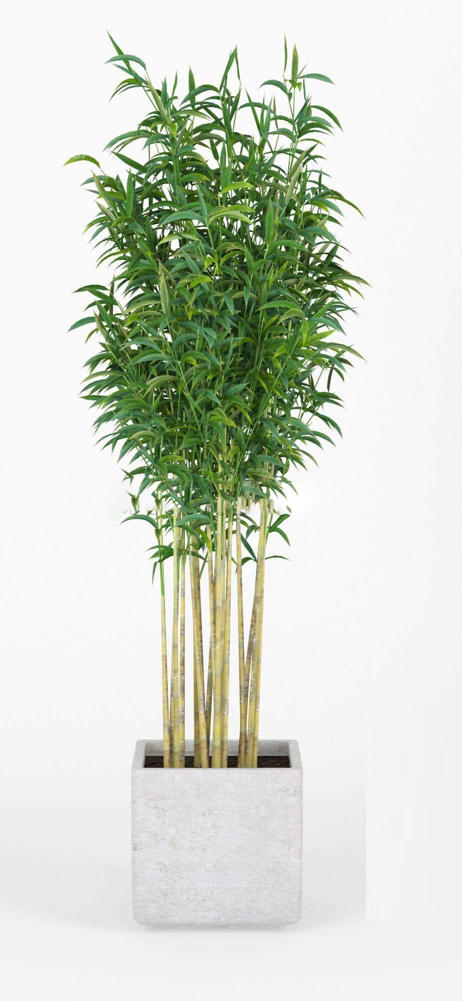 3d max, 3d model, 3dshop, Corona, fbx, flowers, Free download, Green, OBJ, Plants, Tree, V-ray