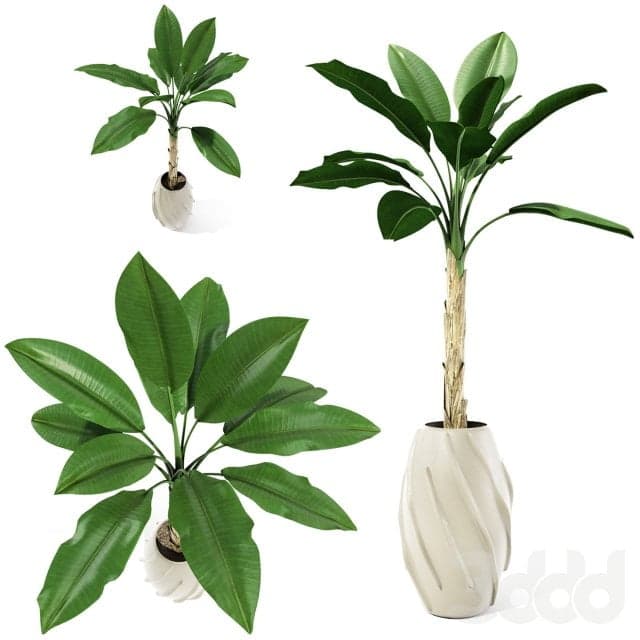 Plant 3d Model