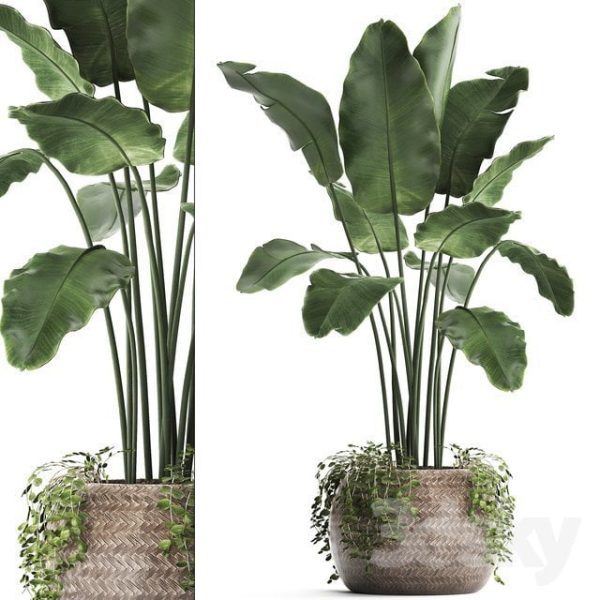 Banana tree 3d Model C037
