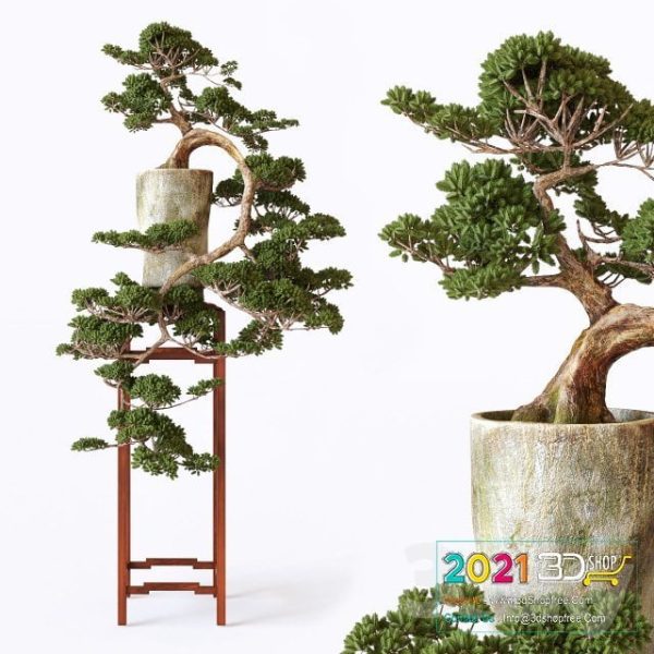 Bonsai Tree 3D model C047