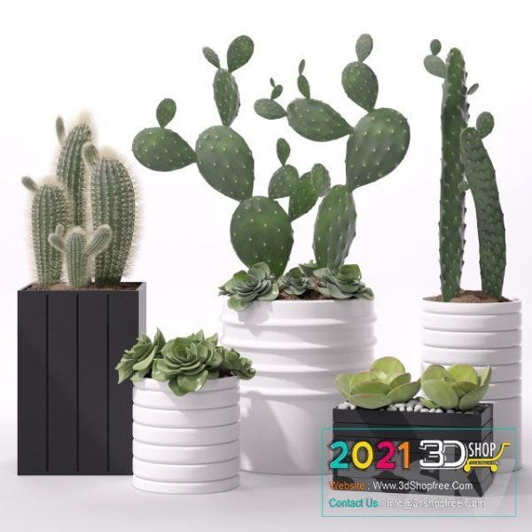 Cactus 3D Models C052
