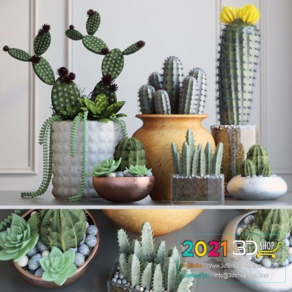 Cactus 3D Models C053