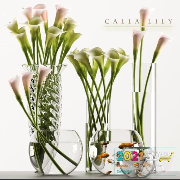 Calla 3D Models C056