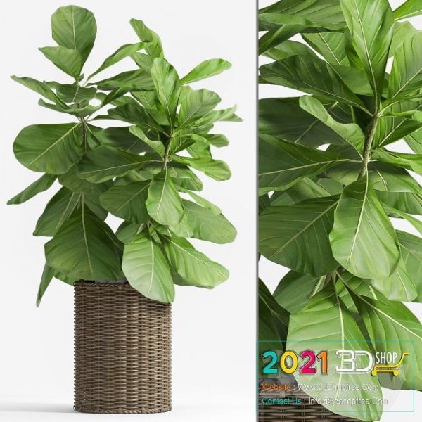 Ficus 3D Model C058
