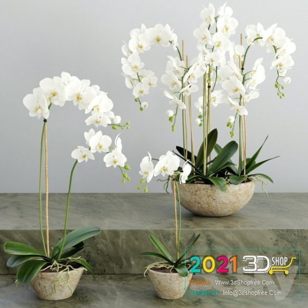 Plants Collection 3D Models C064